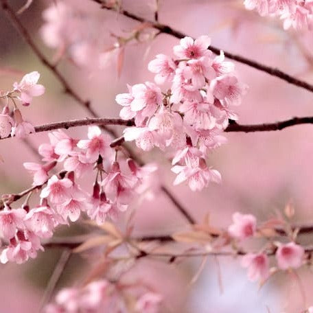 Japanese Cherry Blossom (Type) Fragrance Oil
