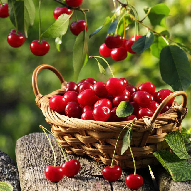 Cherry Overload Fragrance Oil