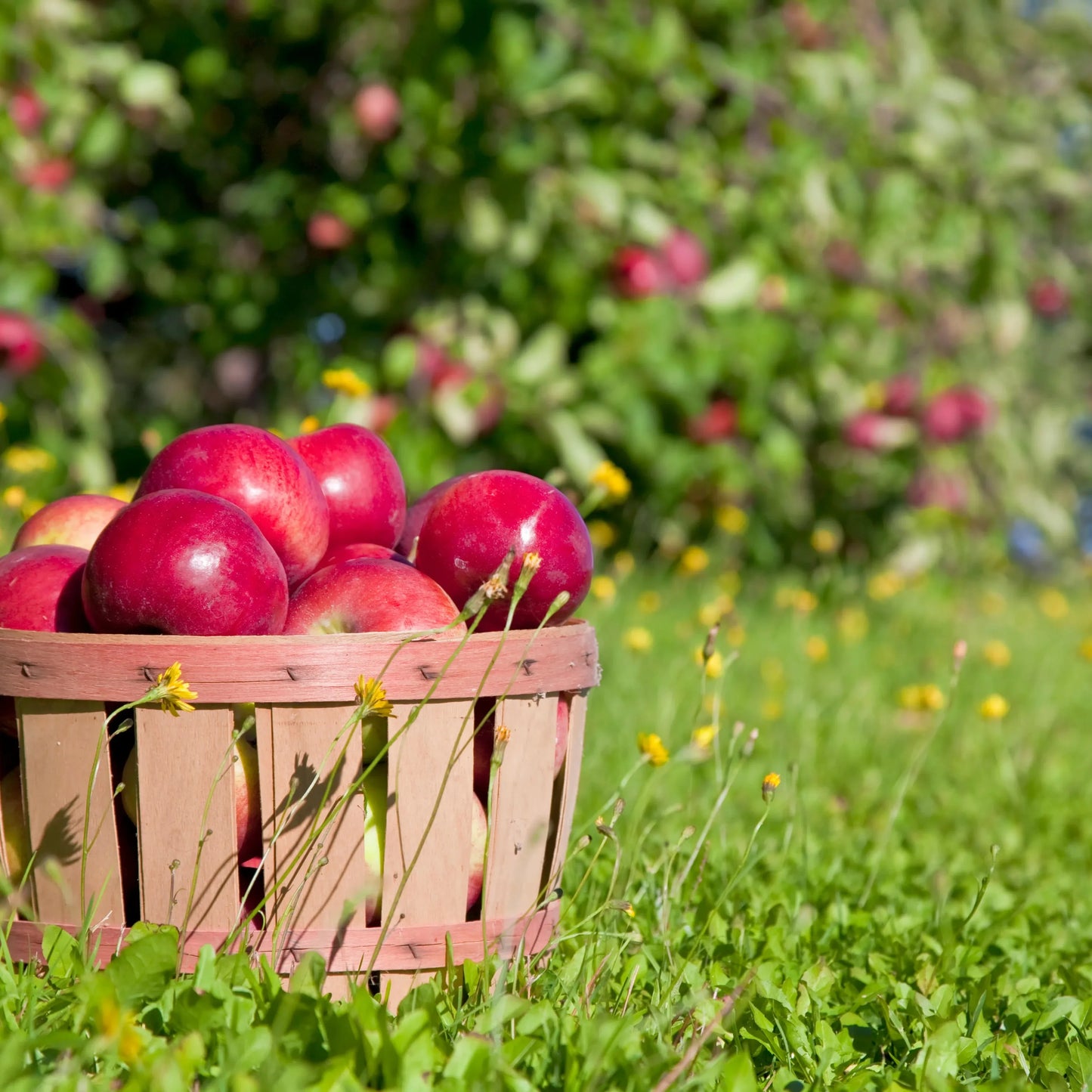Mahogany Apple Fragrance Oil