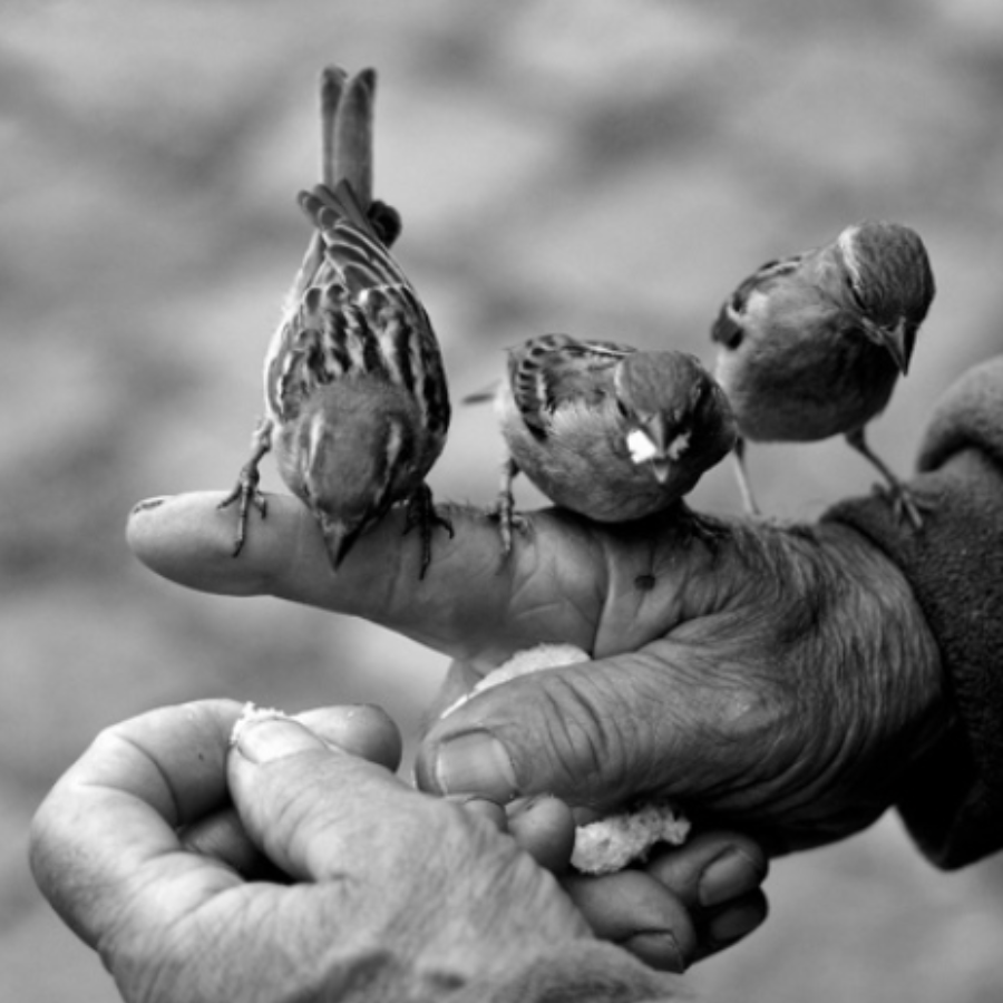 3 Little Birds