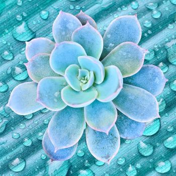 Baja Cactus Fragrance Oil