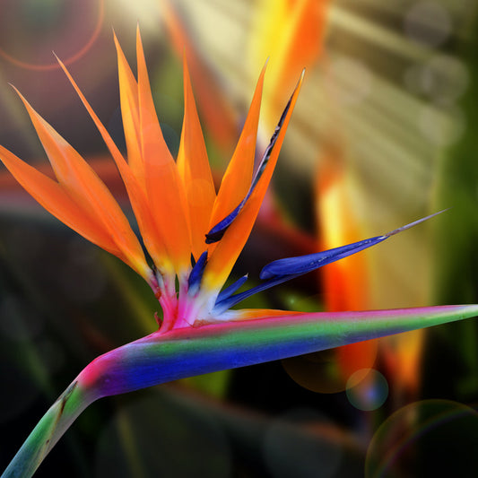 Bird of Paradise Fragrance Oil