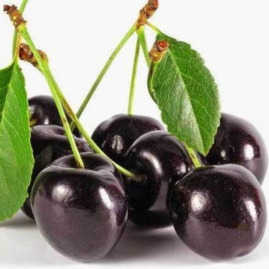 Black Cherry Fragrance Oil