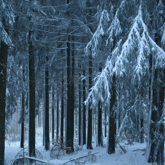 Iced Vanilla Woods Fragrance Oil