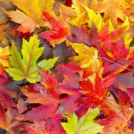 Leaves Fragrance Oil