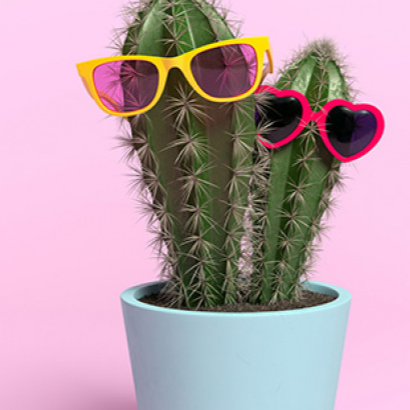 Naked Cactus Fragrance Oil
