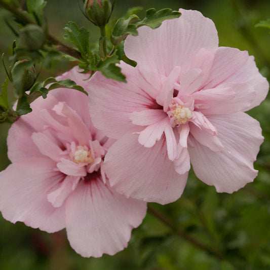 *NEW RELEASE* Pink Chiffon Fragrance Oil