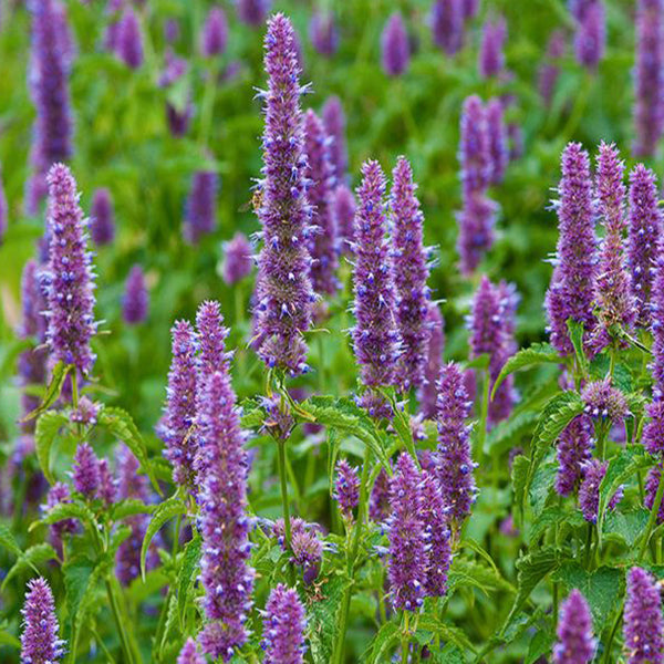 Patchouli Fragrance Oil