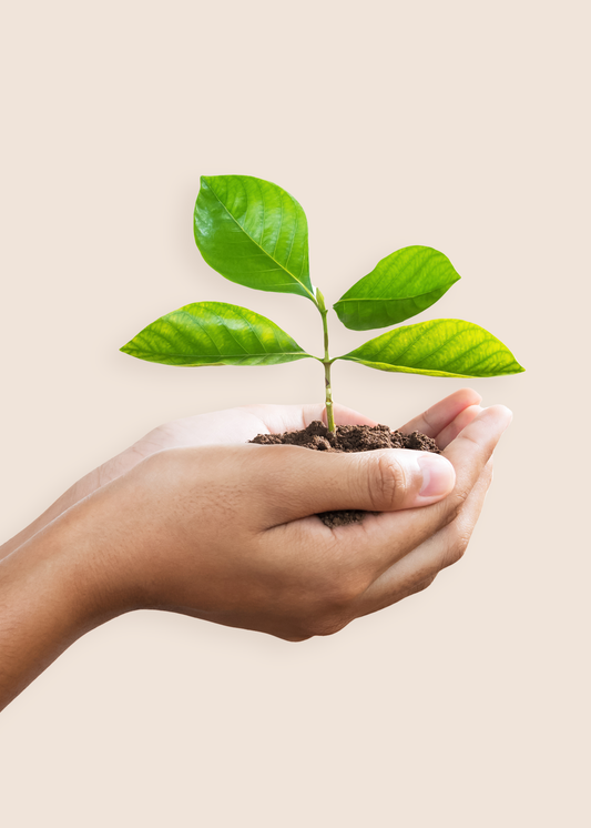 you planted a tree